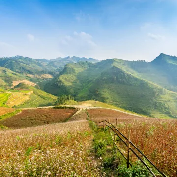 Buckwheat flowers in Ha Giang