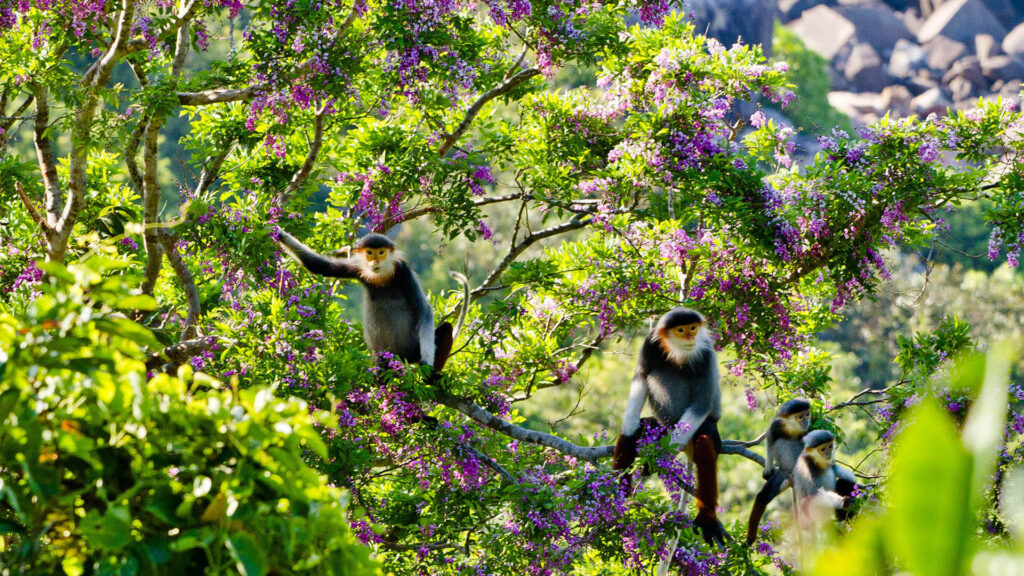 Son Tra Peninsula (Monkey Mountain)